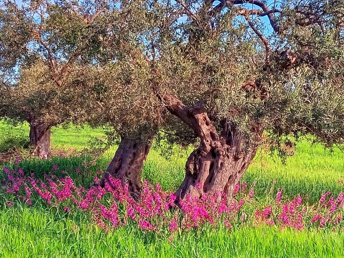 B&B Villa Nella Αουγκούστα Εξωτερικό φωτογραφία